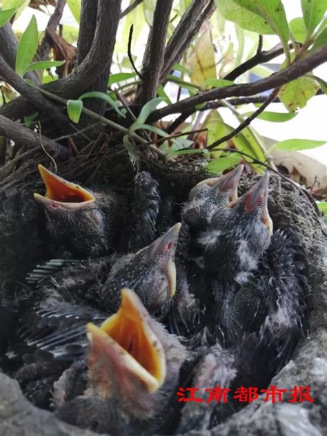 鳥在陽台築巢怎麼辦|【鳥在陽台築巢怎麼辦】鳥兒築巢霸佔陽台？不用傷牠們就能輕鬆。